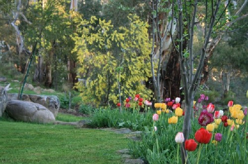 Tulips